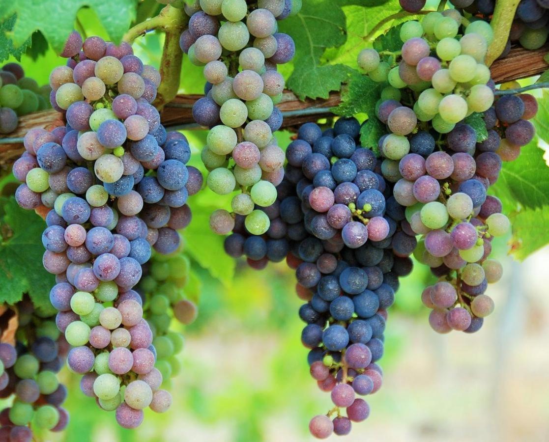 Maison Des Vignes Le Fleix Exteriör bild